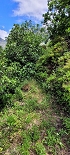 Plants: image 173 Of 193 Thumb